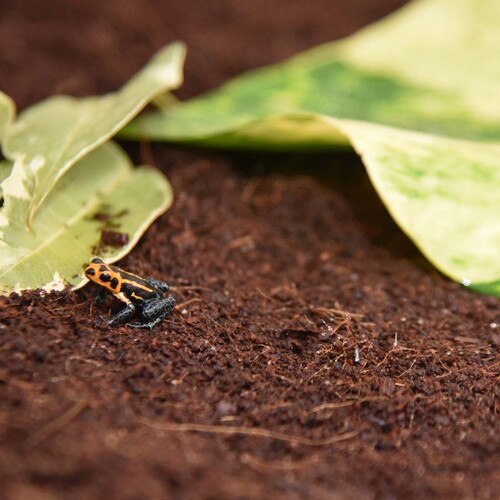 Frog on Coir Block Substrate
